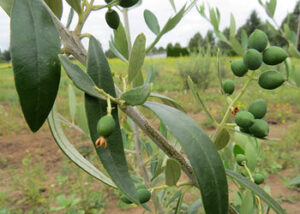 olives from oregon
