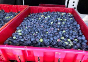Food pantries welcome fresh blueberry donation during COVID pandemic